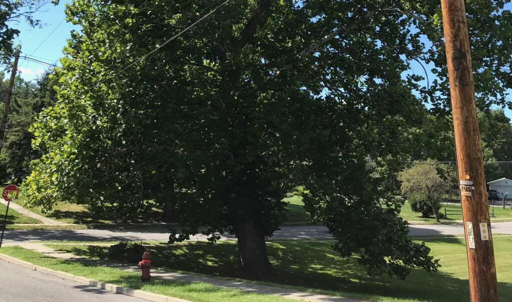 Large leafy tree dominates a residential street, casting shade over a sidewalk and curb.