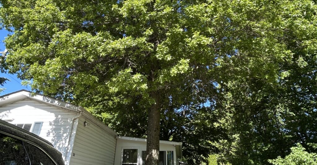 Large leafy tree dominates a suburban yard with a white house and blue sky visible behind the branches, a black car parked to the left.